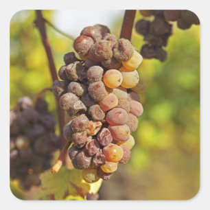 Een beschimmelde tros Semillon-druiven bij Ch Raym Vierkante Sticker