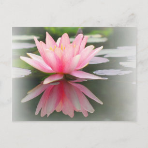 Een betoverende waterLily in een Pond Briefkaart