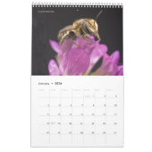Een bijenkalender voor 2025 - 11 x 14¼ inch kalender (Jan 2026)
