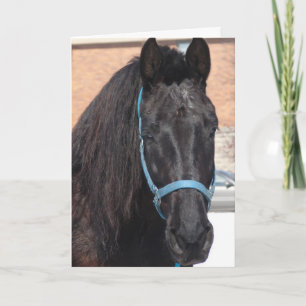 Een Black Beauty Kaart