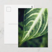 Een blad briefkaart (Voorkant / Achterkant)