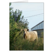 Een blauw rund, alle gelegenheden leeg Wenskaart (Voorkant)