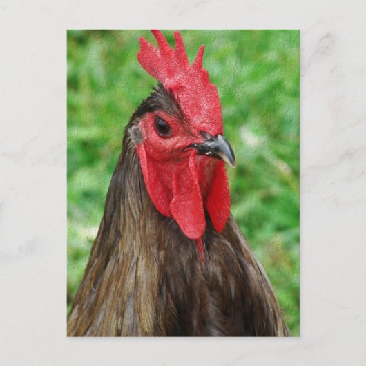 Een Blauwe Haan Briefkaart (Voorkant)
