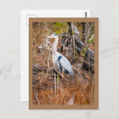 Een blauwe heron kunst briefkaart (Voorkant / Achterkant)