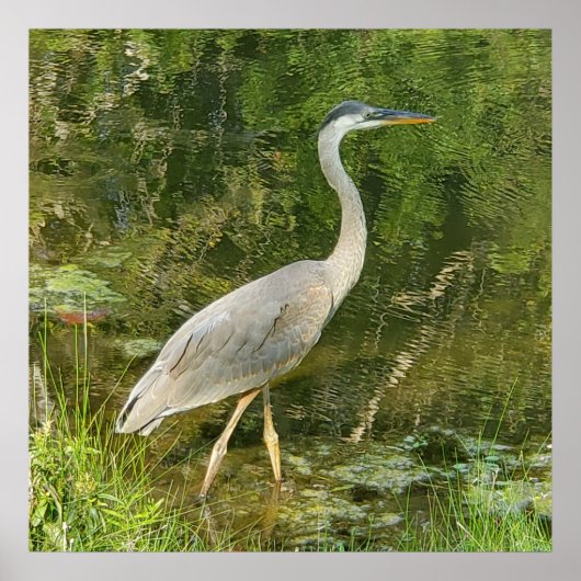 Een blauwe heron kunst poster (Voorkant)