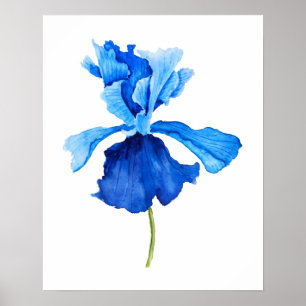 eén blauwe iris - waterverf poster