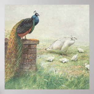 Een blauwe pekel en witte peper met kuikens poster