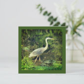 Een blauwe reiger (Staand voorkant)