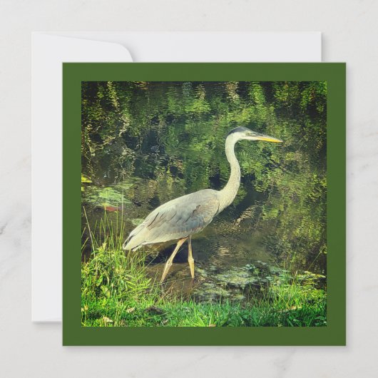 Een blauwe reiger (Voorkant)