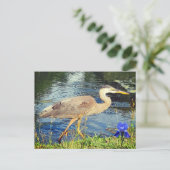 Een blauwe reiger briefkaart (Staand voorkant)