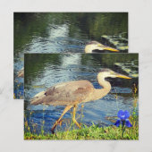 Een blauwe reiger briefkaart (Voorkant / Achterkant)