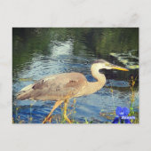 Een blauwe reiger briefkaart (Achterkant)
