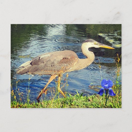Een blauwe reiger briefkaart (Voorkant)
