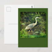 Een blauwe reiger briefkaart (Voorkant / Achterkant)