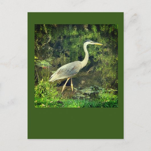 Een blauwe reiger briefkaart (Voorkant)