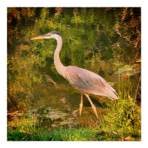 Een blauwe reiger perfect poster