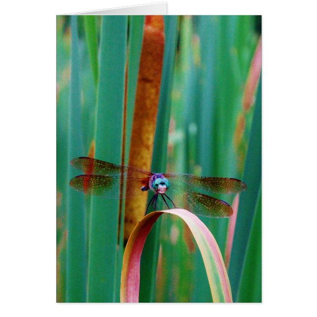 Een blauwgroen eyed Dragonfly met staarten (Voorkant)