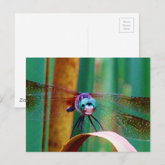 Een blauwgroen eyed Dragonfly met staarten Briefkaart (Voorkant / Achterkant)