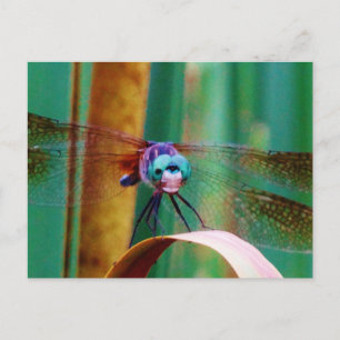 Een blauwgroen eyed Dragonfly met staarten Briefkaart