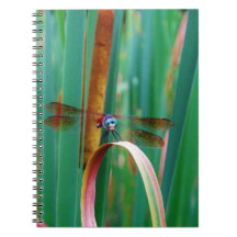 Een blauwgroen eyed Dragonfly met staarten