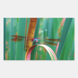 Een blauwgroen eyed Dragonfly met staarten Rechthoekige Sticker