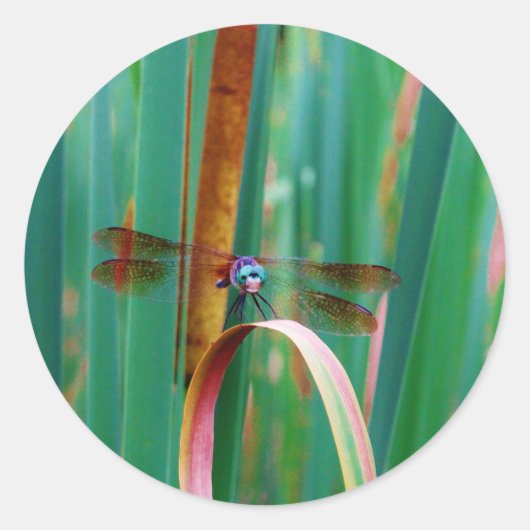 Een blauwgroen eyed Dragonfly met staarten Ronde Sticker (Voorkant)