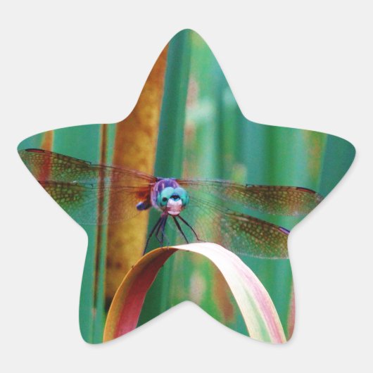 Een blauwgroen eyed Dragonfly met staarten Ster Sticker (Voorkant)