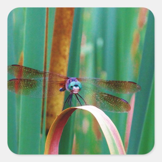 Een blauwgroen eyed Dragonfly met staarten Vierkante Sticker (Voorkant)