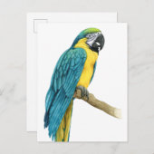 Een Blauwgroen Macaw Briefkaart (Voorkant / Achterkant)