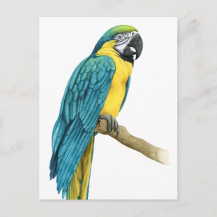 Een Blauwgroen Macaw Briefkaart