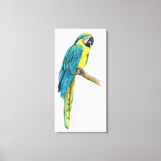 Een Blauwgroen Macaw Canvas Afdruk (Voorkant)