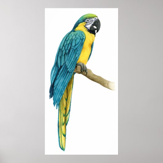 Een Blauwgroen Macaw Poster (Voorkant)