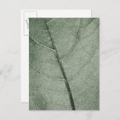 Een bleek groen blad, close-up. briefkaart (Voorkant / Achterkant)