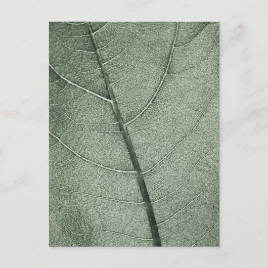 Een bleek groen blad, close-up. briefkaart (Voorkant)