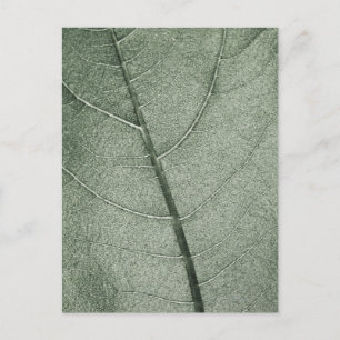 Een bleek groen blad, close-up. briefkaart
