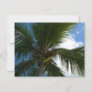 Een blik op de tropische Natuur van de Kokospalm