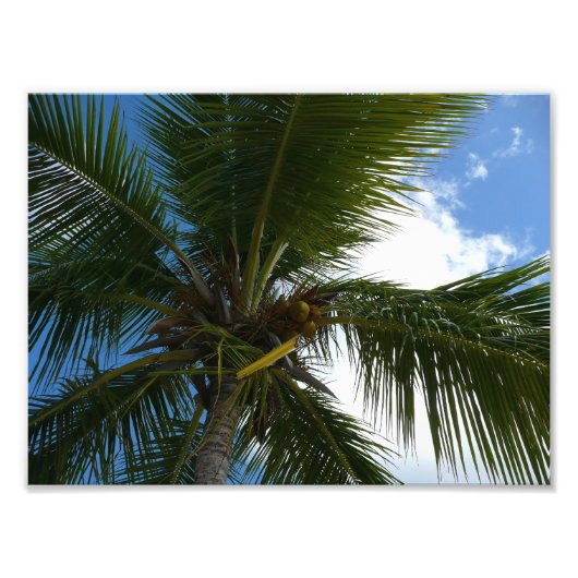 Een blik op de tropische Natuur van de Kokospalm Foto Afdruk (Voorkant)
