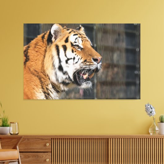 Een blik op een tijger canvas afdruk (Insitu (Woonkamer))