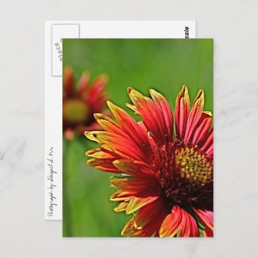 Een blik van dichtbij briefkaart (Voorkant / Achterkant)