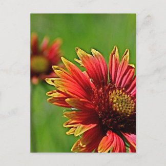 Een blik van dichtbij briefkaart