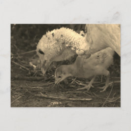 Een blik van dichtbij maken - briefkaart