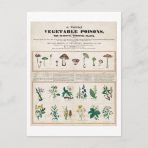 Een blisterverpakking met blisterverpakking briefkaart