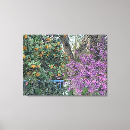 Een bloeiend Californië: Davis Gold en Westerne Re Canvas Afdruk (Voorkant)