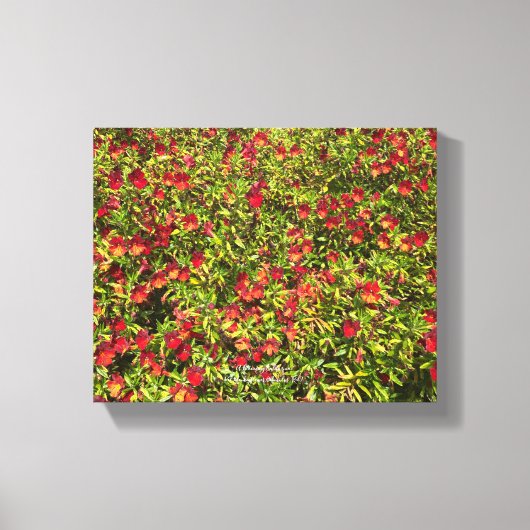 Een bloeiend Californië: Mimulus 'Red' Canvas Afdruk (Voorkant)
