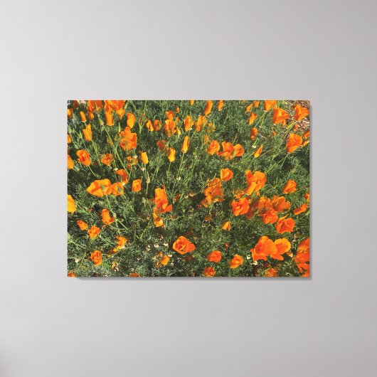 Een bloeiend Californië: Morning Poppies Canvas Afdruk (Voorkant)