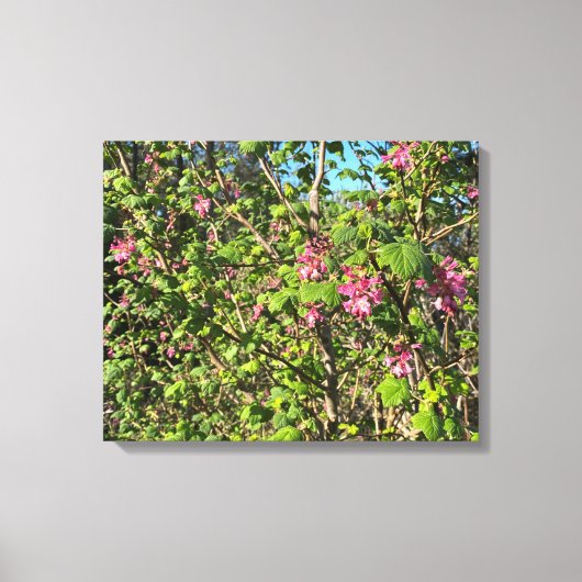 Een bloeiend Californië: Roze currant Canvas Afdruk (Voorkant)