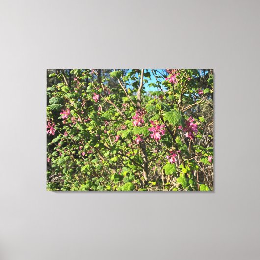 Een bloeiend Californië: Roze currant Canvas Afdruk (Voorkant)