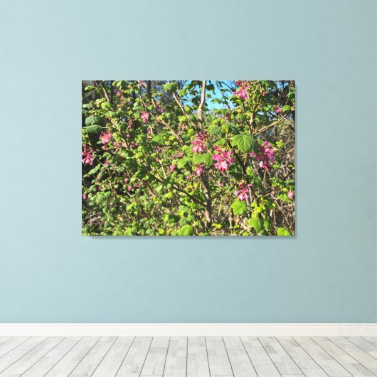 Een bloeiend Californië: Roze currant Canvas Afdruk (Insitu (Houten vloer))