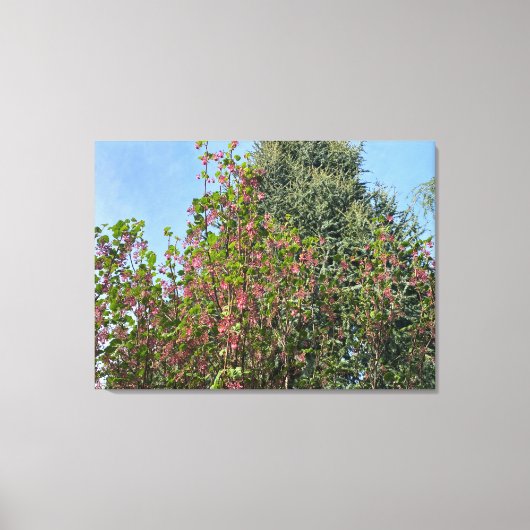 Een bloeiend Californië: Roze currant Canvas Afdruk (Voorkant)