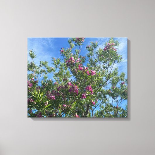 Een bloeiend Californië:woestijn Willow Canvas Afdruk (Voorkant)